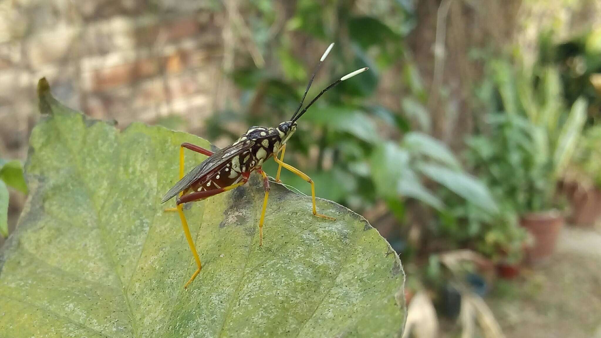 صورة Holhymenia histrio (Fabricius 1803)