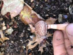 Image of Lepiota decorata Zeller 1929