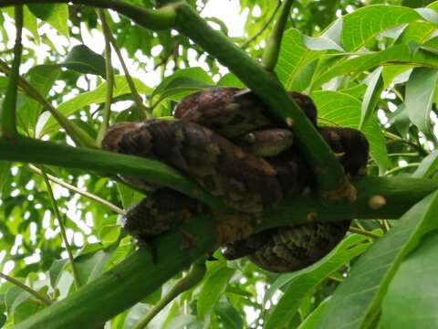 Image of Haitian Boa