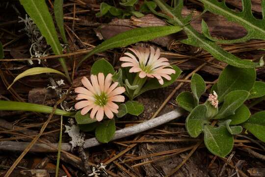 Image of Klamath Mountain catchfly