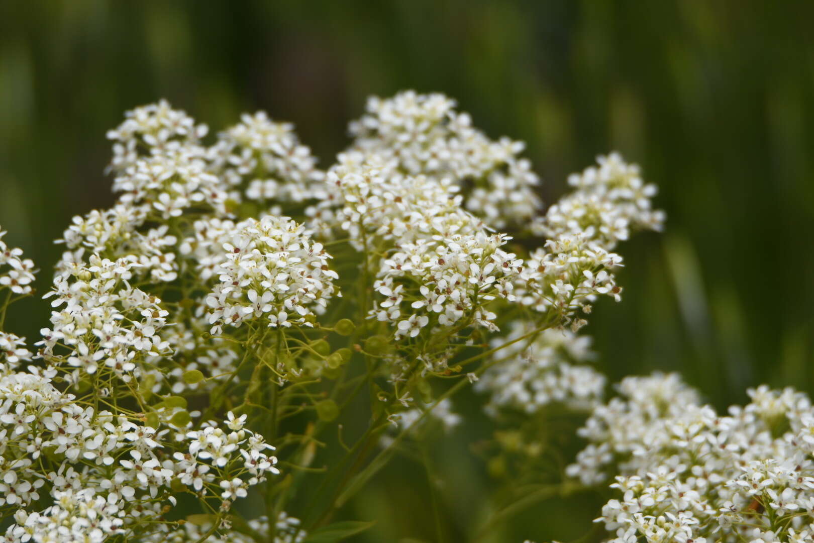 Imagem de Peltaria angustifolia DC.