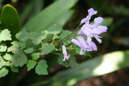 Image de Plectranthus saccatus subsp. saccatus