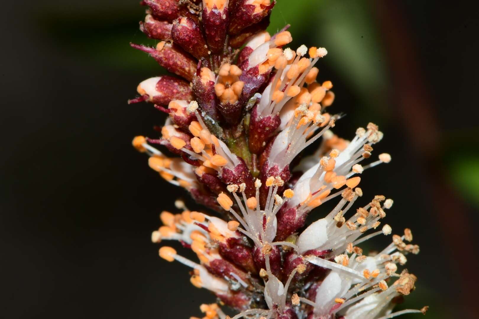 Image of clusterspike false indigo