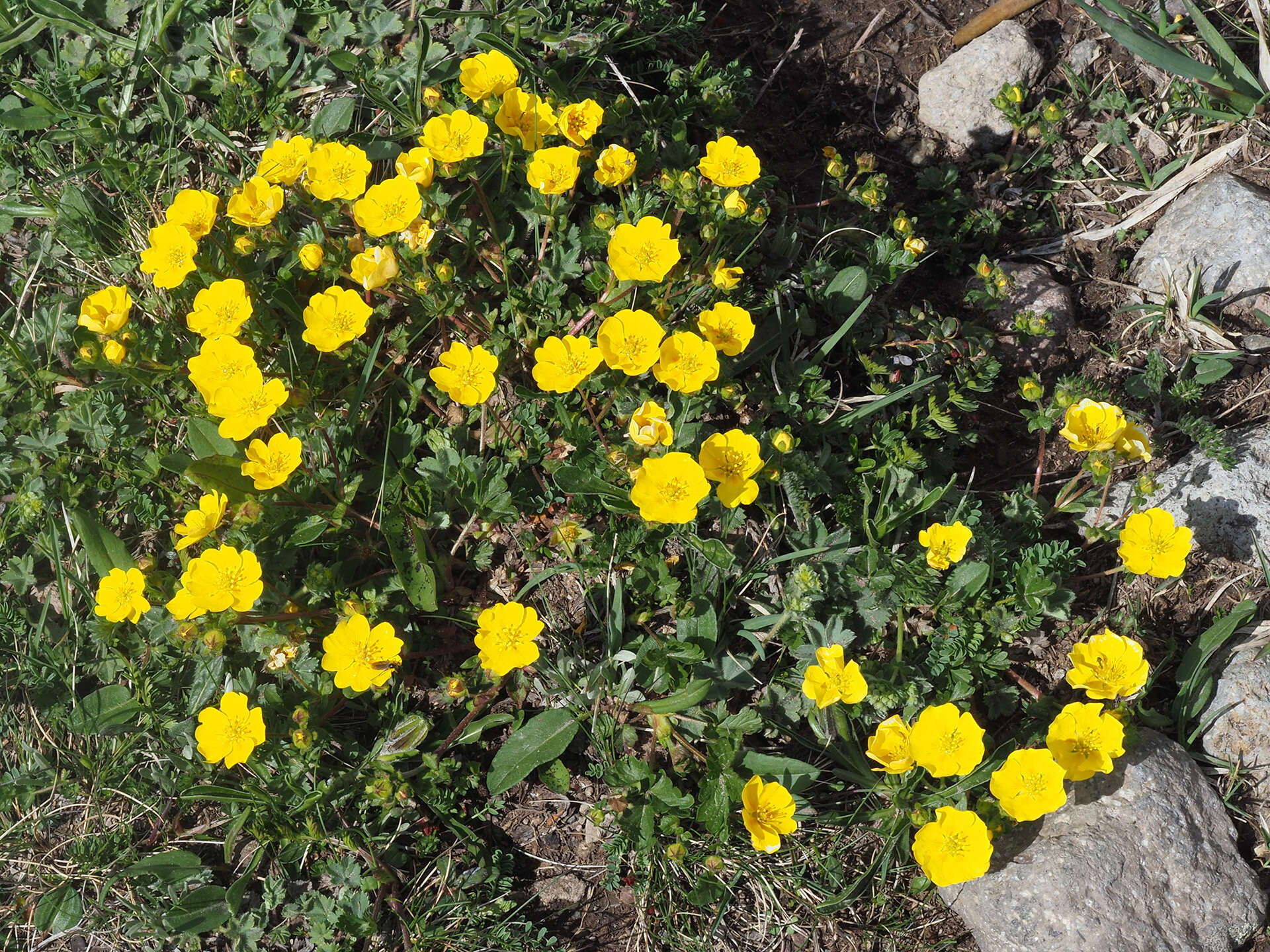 Слика од Potentilla crantzii (Crantz) Beck