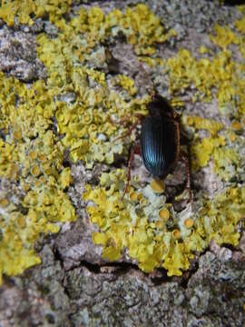 Слика од Ophonus (Hesperophonus) azureus (Fabricius 1775)