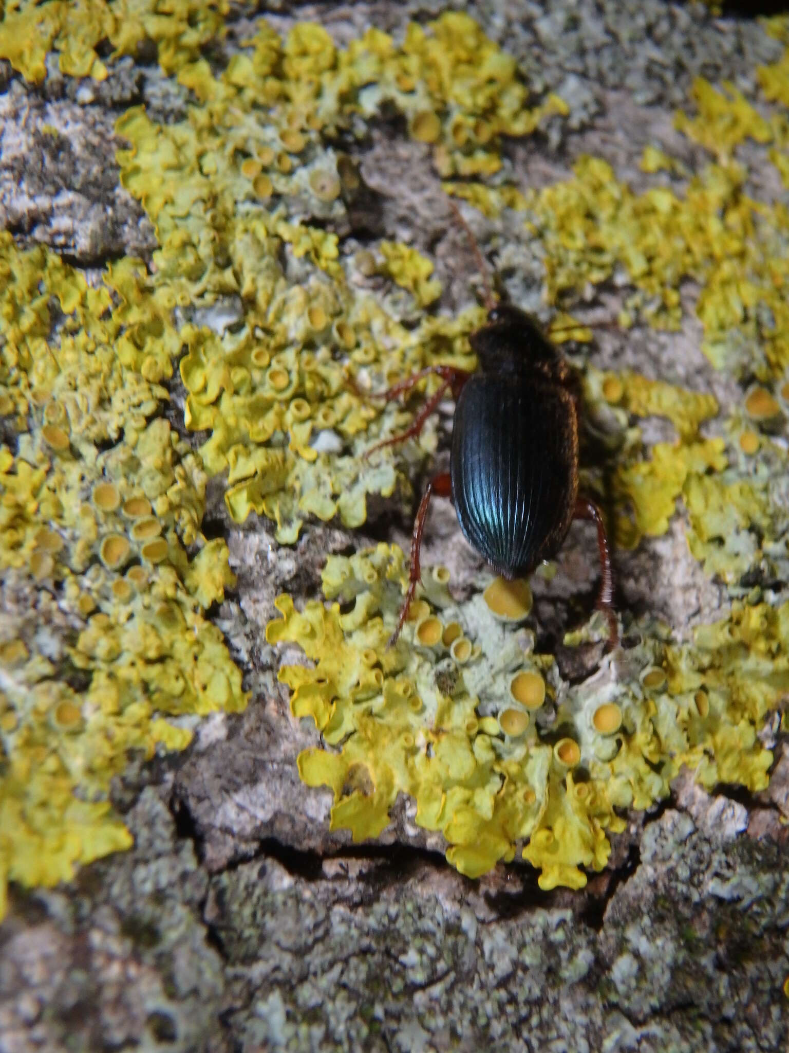 Plancia ëd Ophonus (Hesperophonus) azureus (Fabricius 1775)