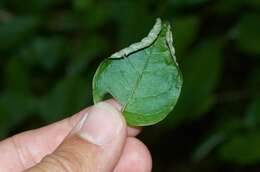 Image of Fuchsia colensoi Hook. fil.