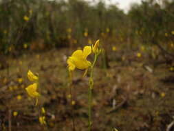 Слика од Utricularia juncea Vahl