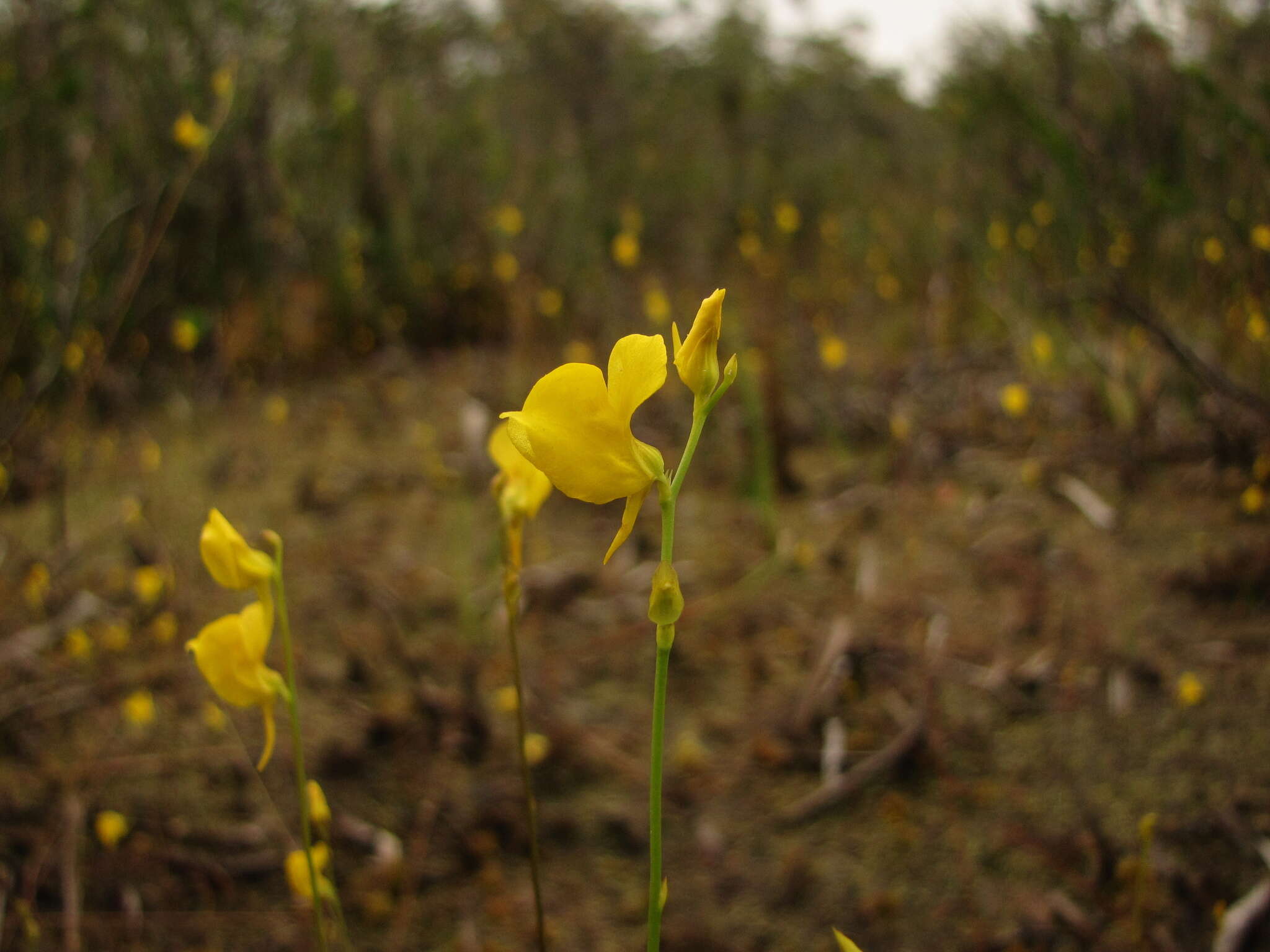 Слика од Utricularia juncea Vahl