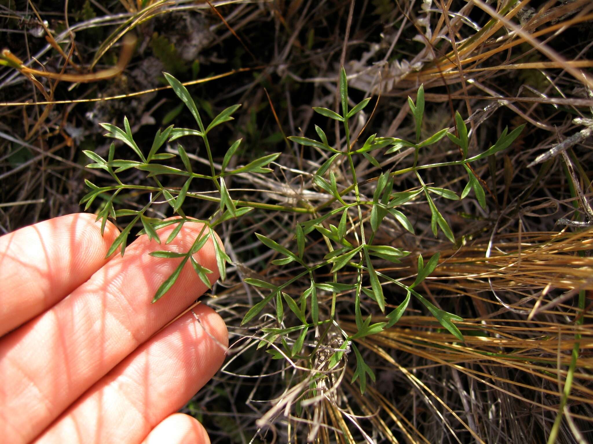 Anisotome filifolia (Hook. fil.) Cockayne & Laing resmi