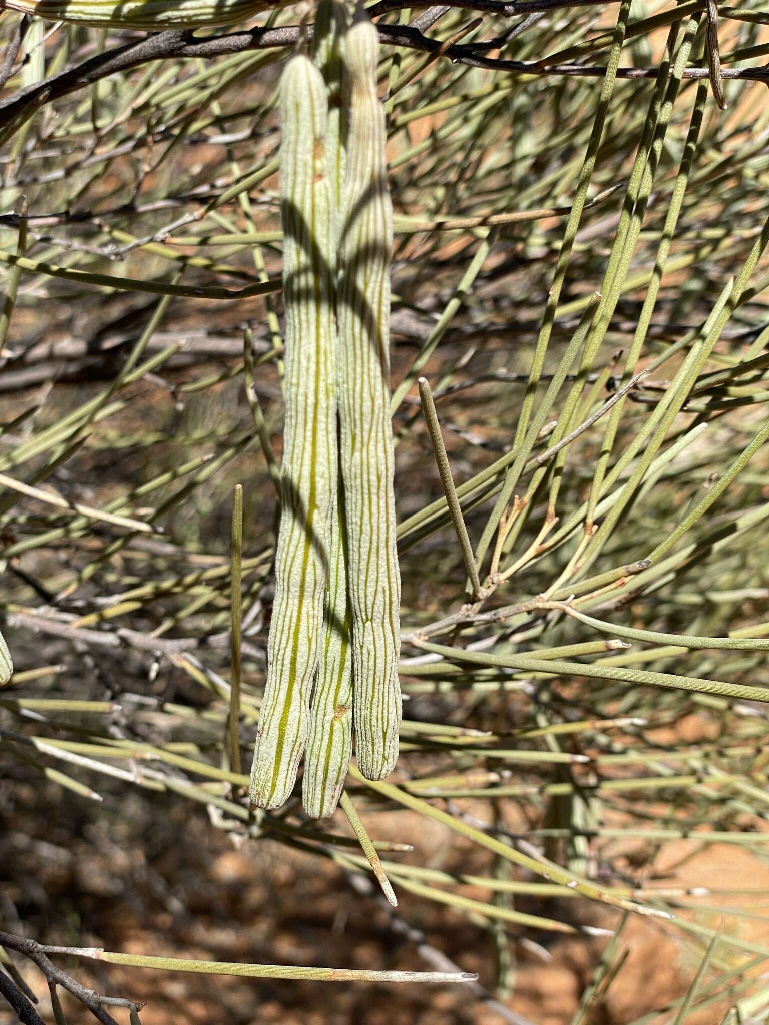 Image of Acacia ramulosa W. Fitzg.