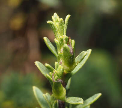 Image of Leucophyllum pringlei (Greenm.) Standley