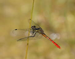 Image of Eastern Pygmyfly