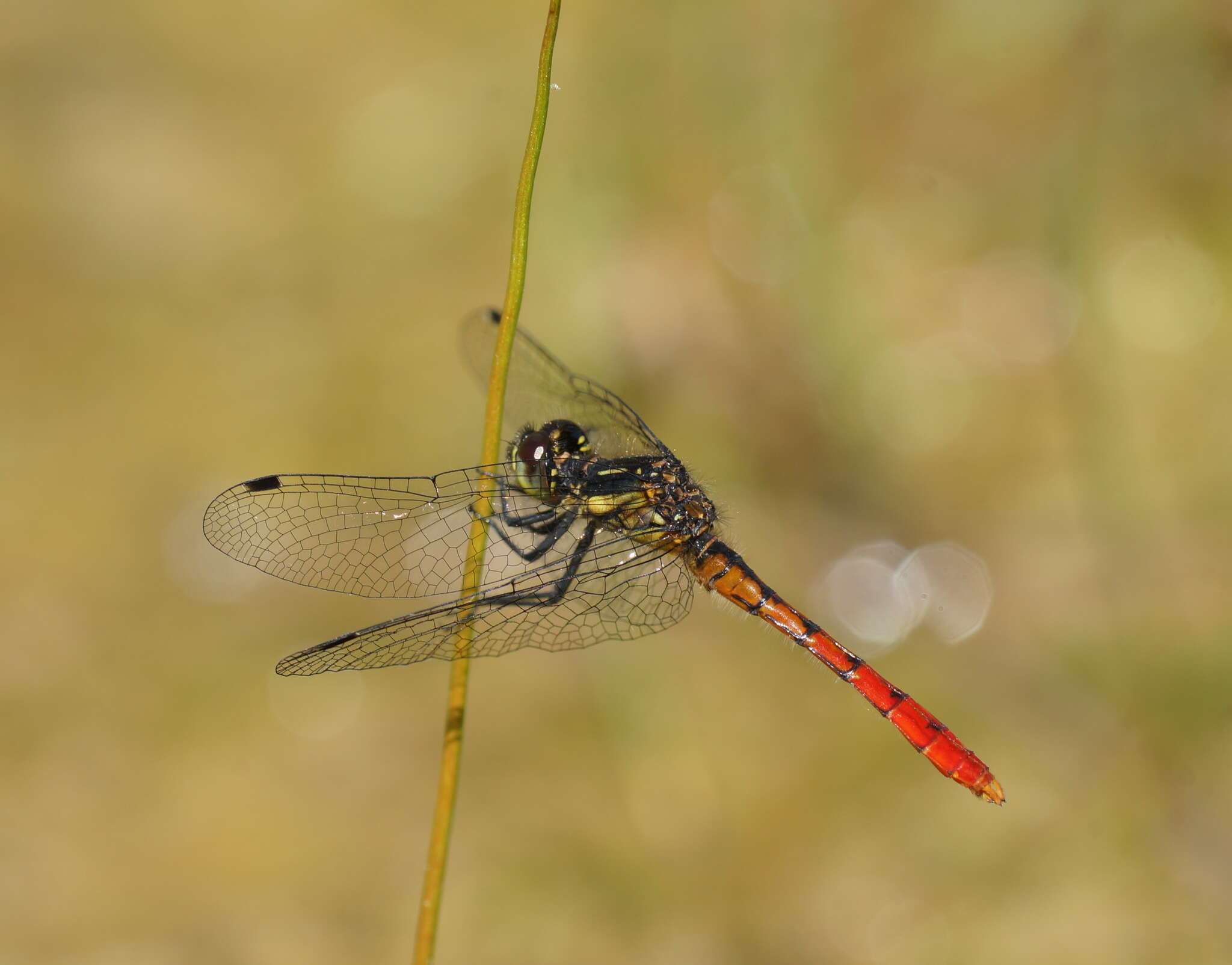 Image of Eastern Pygmyfly