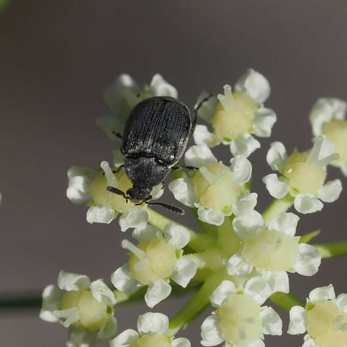 Plancia ëd Bruchidius villosus (Fabricius 1792)