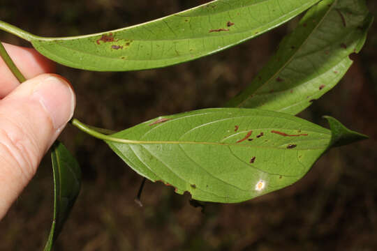 Image of Cordia lucidula I. M. Johnst.