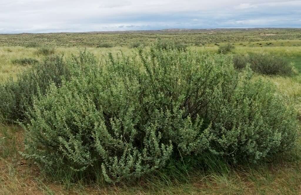 Image of Caragana bungei Ledeb.