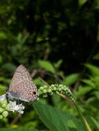 Imagem de Anthene lycaenina (Felder 1868)