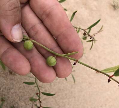 Image of sand reverchonia