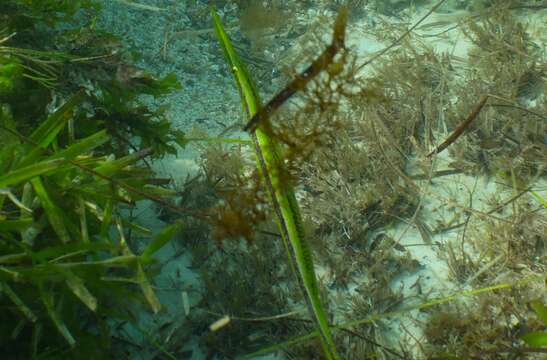 Plancia ëd Siphonognathus argyrophanes Richardson 1858