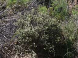 Imagem de Eriogonum arborescens Greene