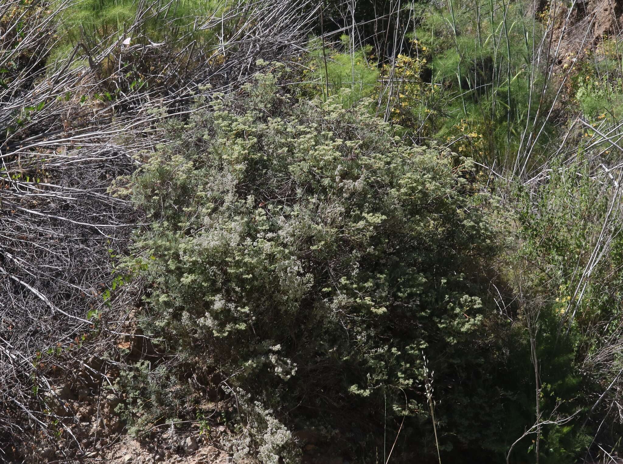 Imagem de Eriogonum arborescens Greene