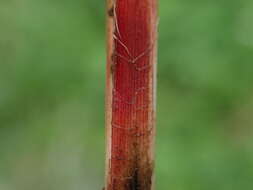 Image of Lesser Pond-Sedge