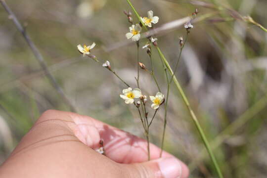 Image of Linum burkartii Mildner