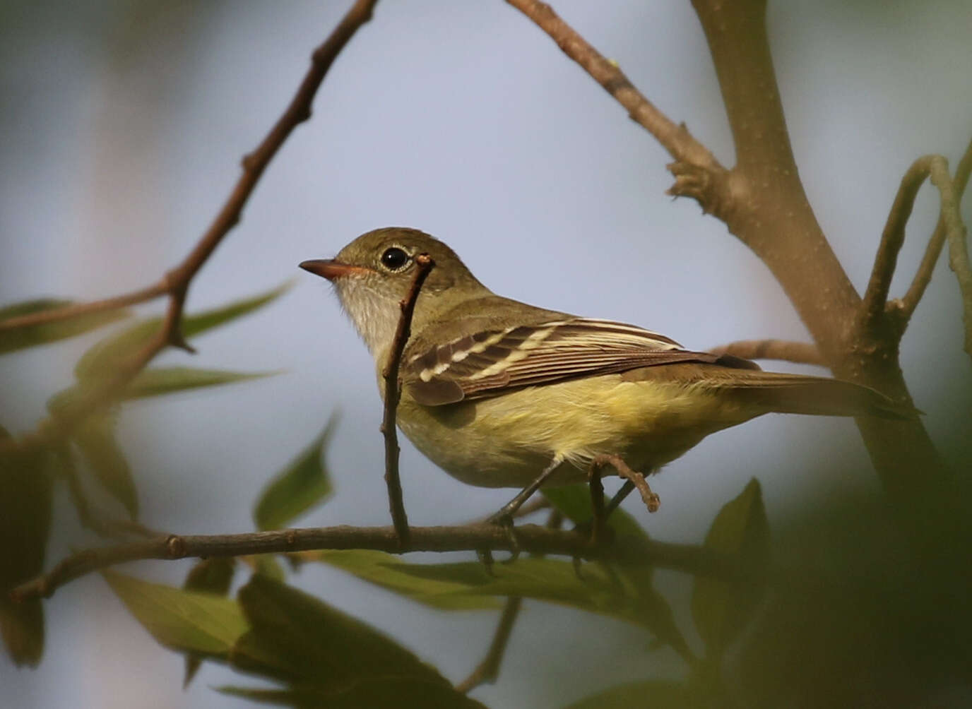 Imagem de Elaenia parvirostris Pelzeln 1868