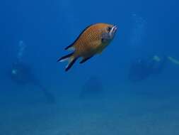 Image of Azores Chromis