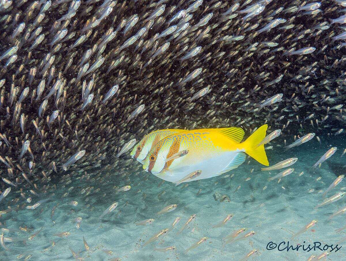 Image of Barhead spinefoot