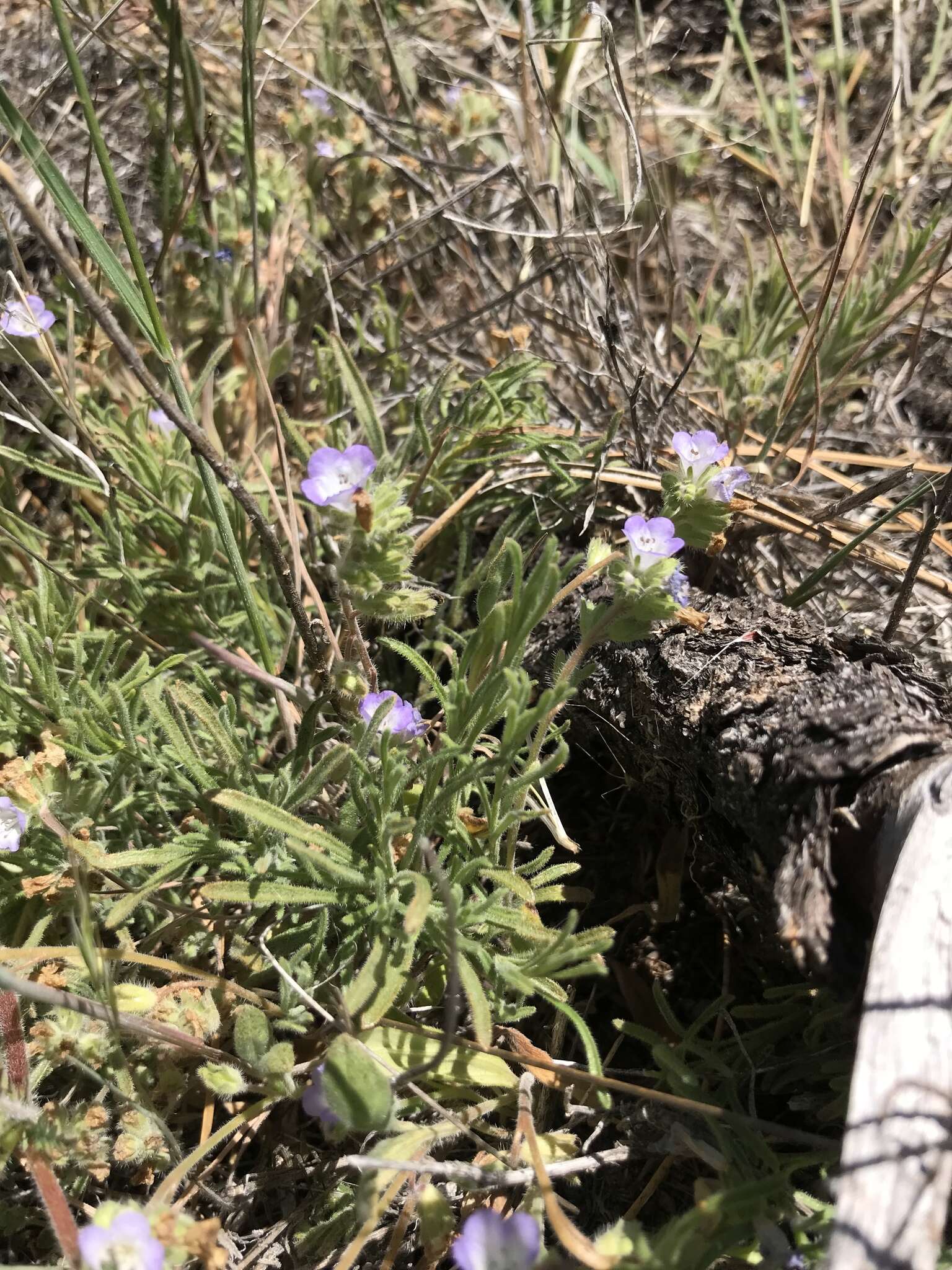 Image de Phacelia curvipes Torr. ex S. Wats.