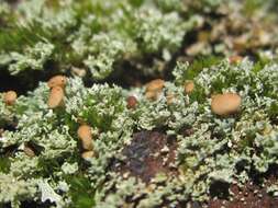 Image de Cladonia caespiticia (Pers.) Flörke