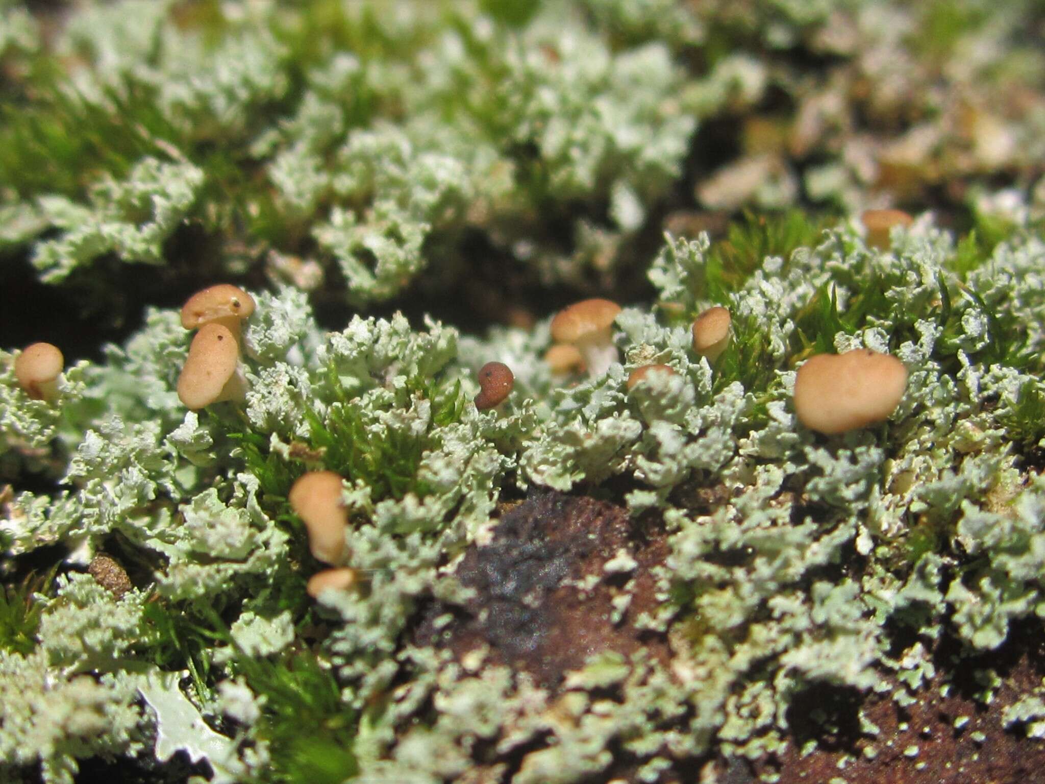 Image of cup lichen