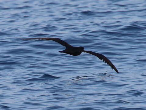 Image of Jouanin's petrel