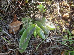 Image of Glottiphyllum longum (Haw.) N. E. Br.