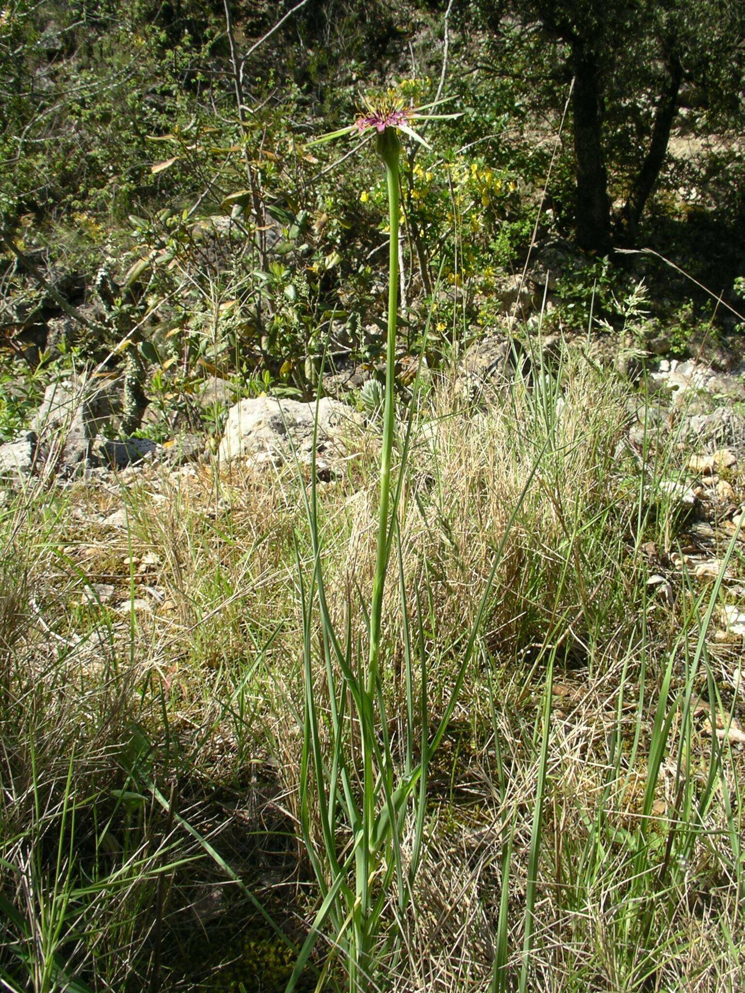 Image of Tragopogon porrifolius subsp. porrifolius