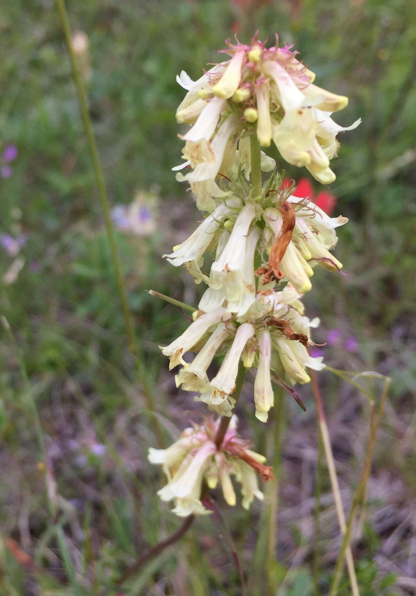 Image of yellow penstemon