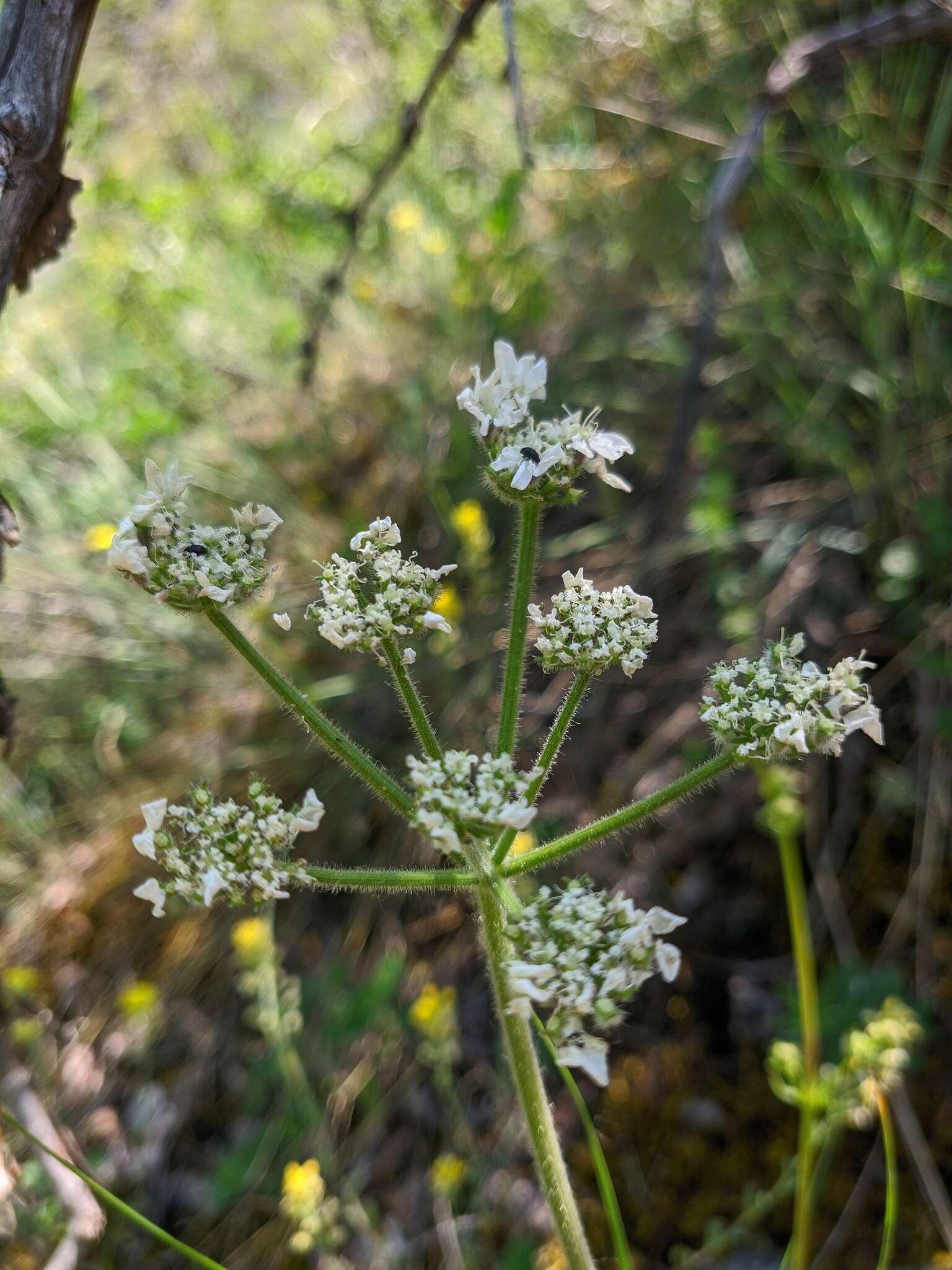 Image of Heracleum ligusticifolium Bieb.