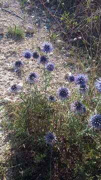 Image of southern globethistle