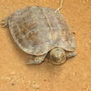 Image of Arakan Forest Turtle