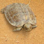 Image of Arakan Forest Turtle