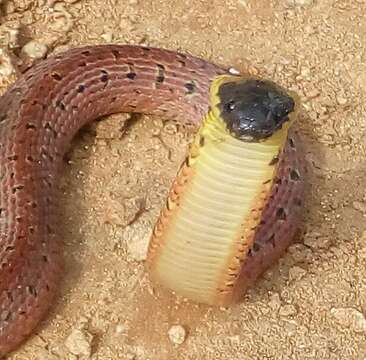 Image of Redback Coffee Snake