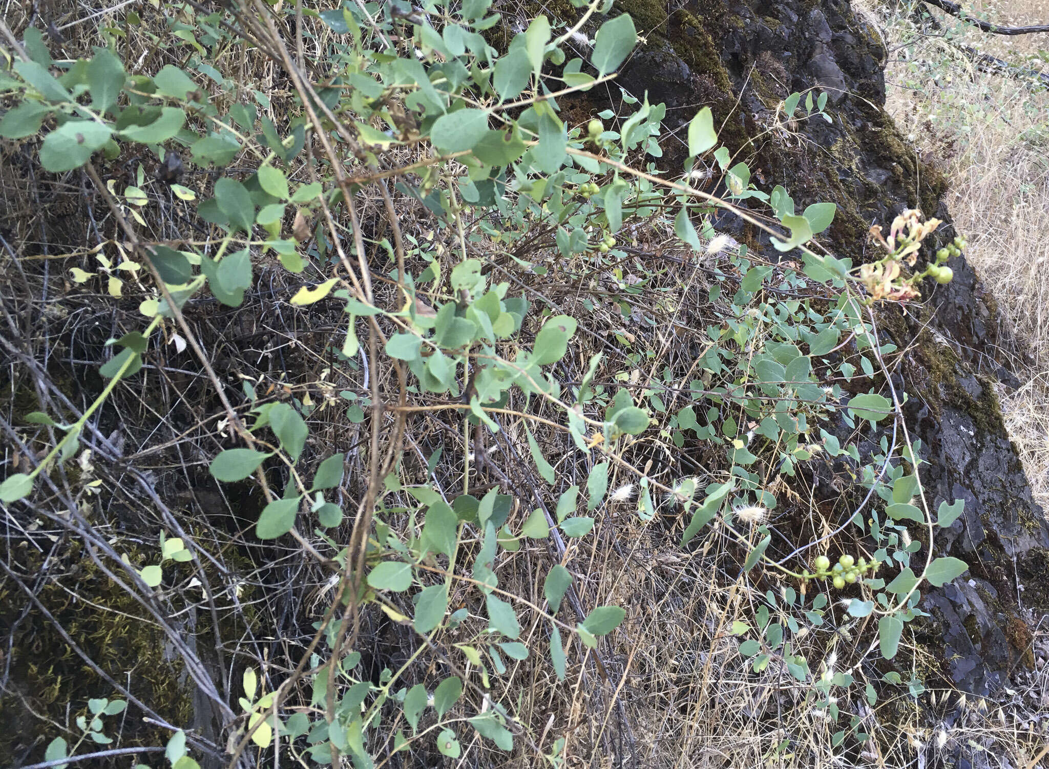 Image of chaparral honeysuckle