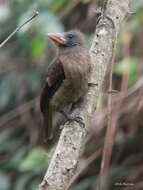 Image of Naked-faced Barbet