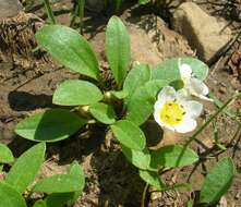 Image of Dwarf Monkey-Fiddle