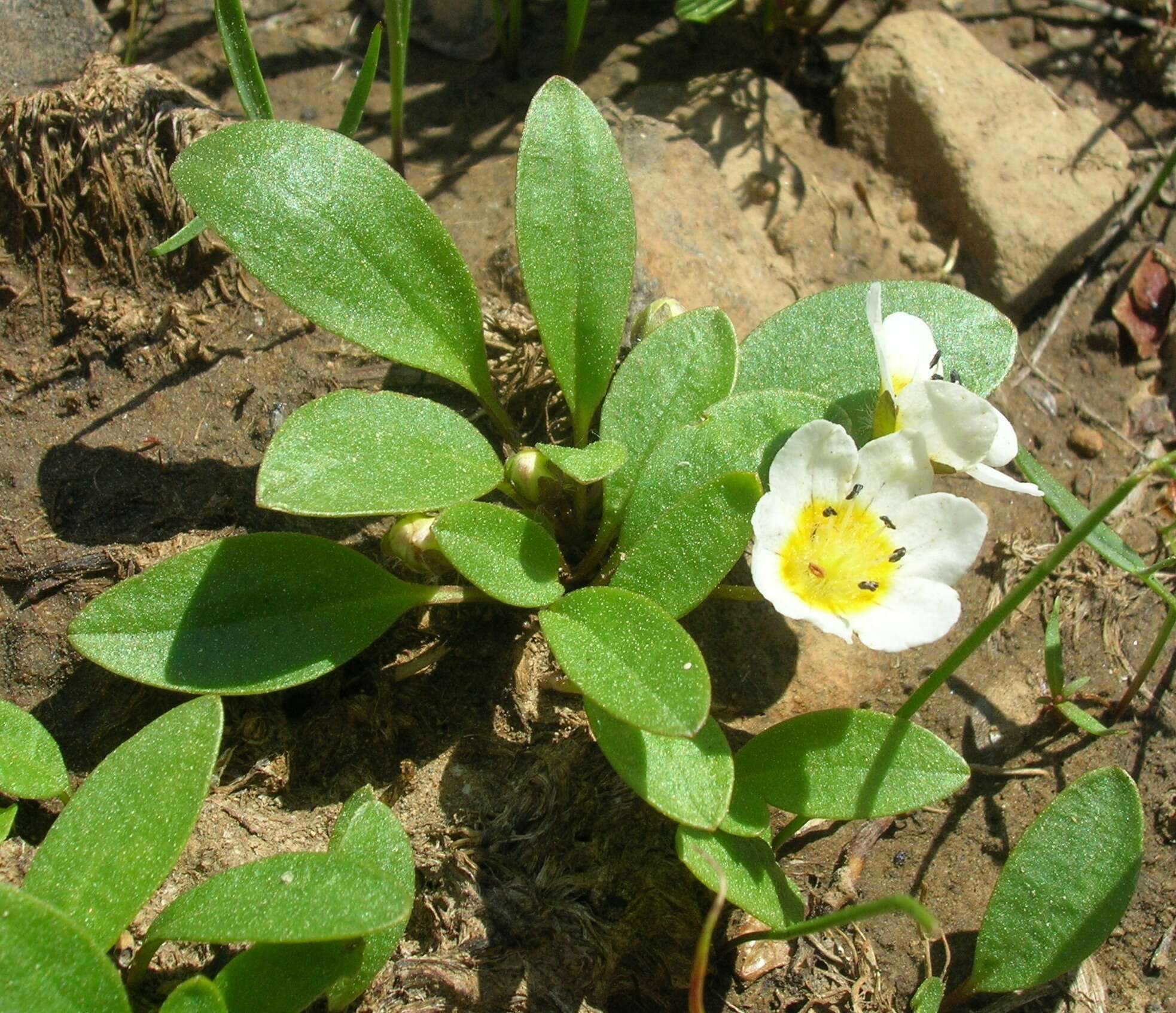 Слика од Hesperochiron pumilus (Griseb.) Porter