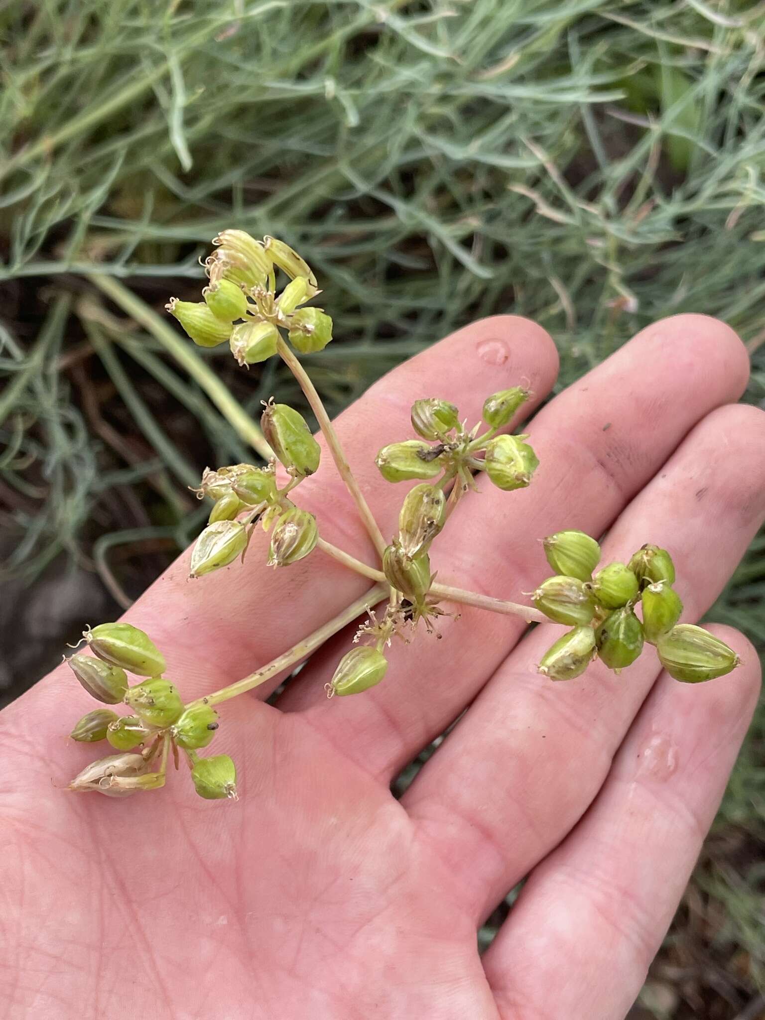 Image of king desertparsley