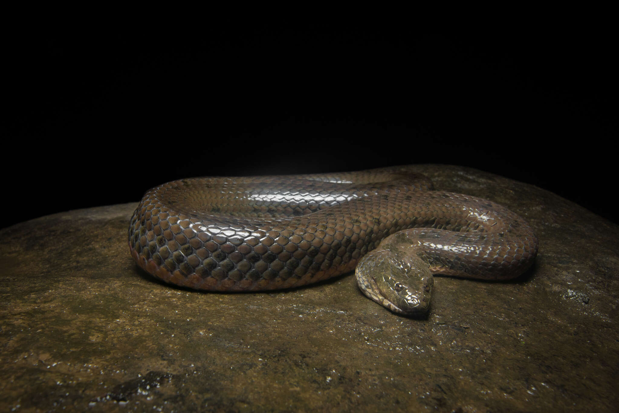 Image of Chinese Water Snake