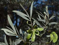 Image of Acacia aneura var. major Pedley